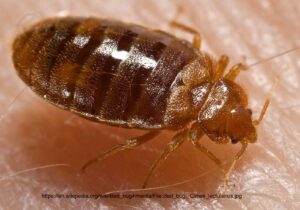 Photograph of light colored human skin, with a bed bug, Cimex lectularius, resting on it.  Bug is brown, and around ¼ inch long with a pointy head, flat body and short antenna.