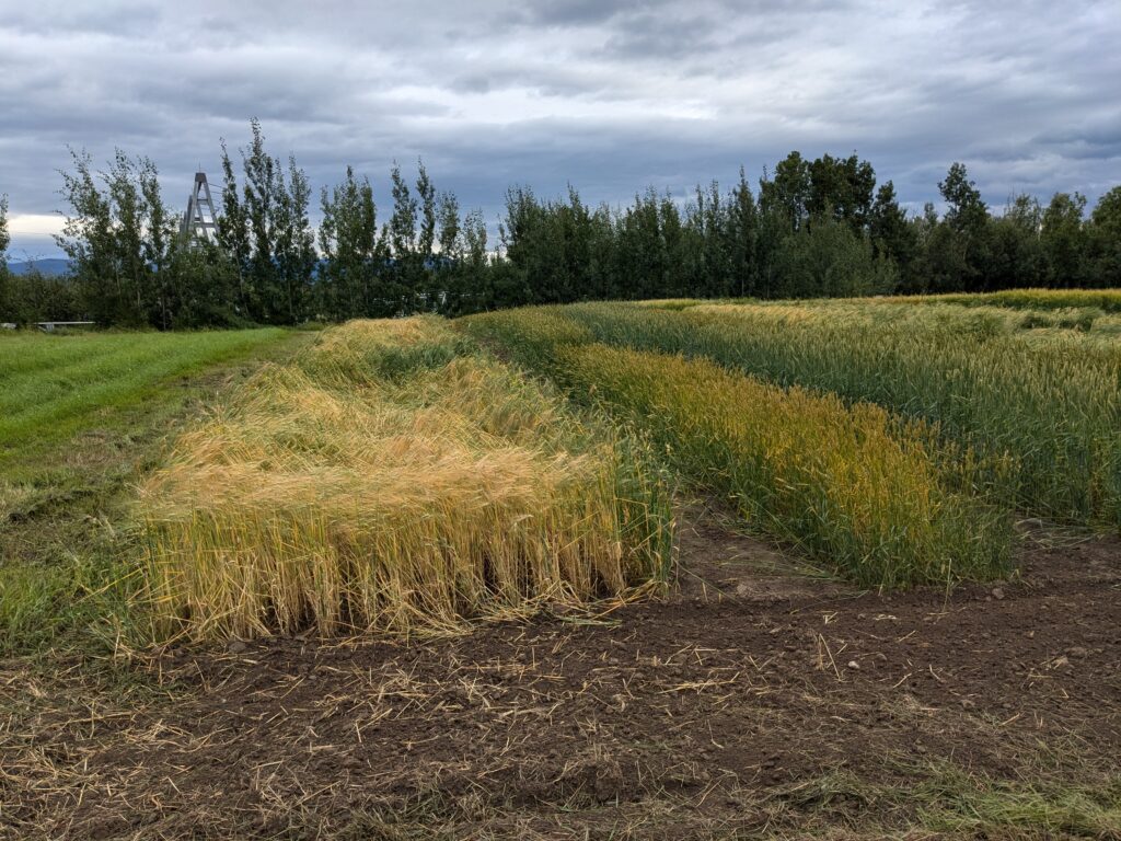 Border strip of a planted grain crop in a field surrounded by rows of soil and other strips of crops.  green grass on the left.