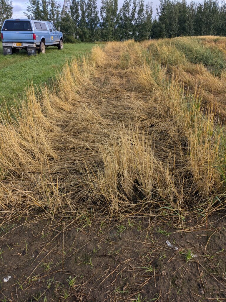 strip of a crop that has been flattened and destroyed by sandhill cranes feeding on it.  golden plants are flattened to the ground