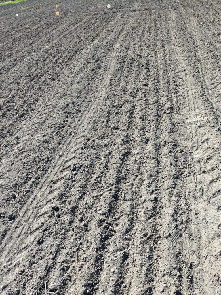 photograph of grey soil with tire tracks and sandhill crane prints