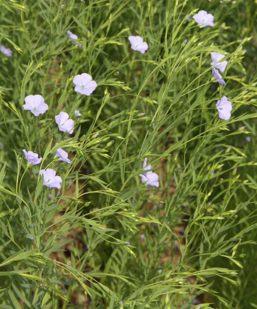 Light purple flax flowers perch on tall spindly green stems