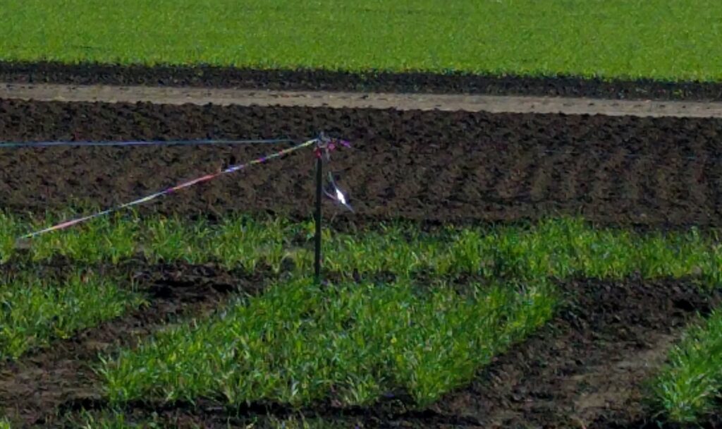 corner plot of green grasses with a border band of sparkle tape to deter feeding birds.  brown soil around the green grassy plot.