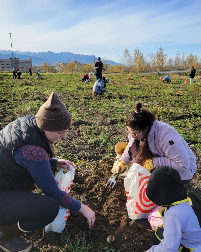 Participants in the community potato harvest picking potatoes in a field.  People in foreground and background crouched on the ground picking potatoes.