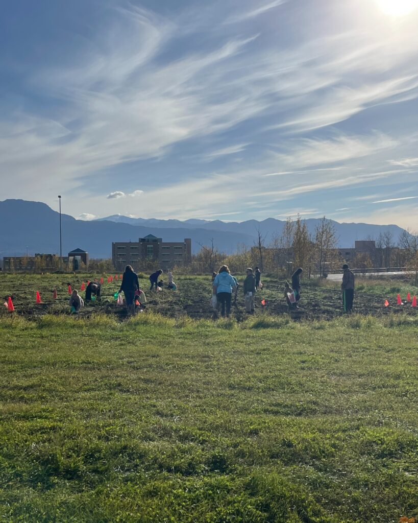 Field of potatoes with people harvesting them. Blue sky above and buildings in the background.