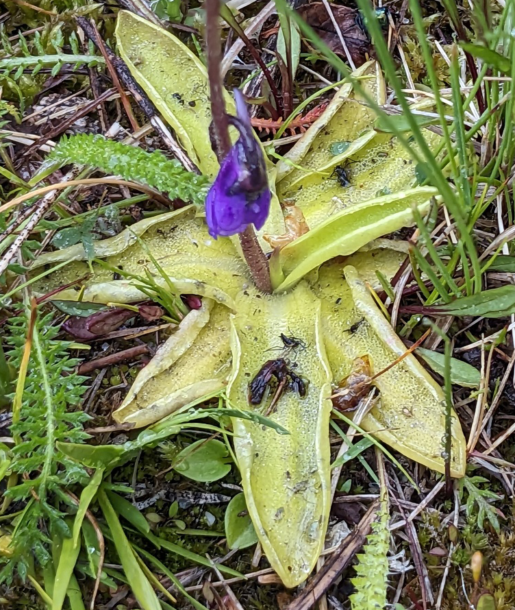 A close up image of a butterwort&/afes/039;s light green leaves and dark purple flower