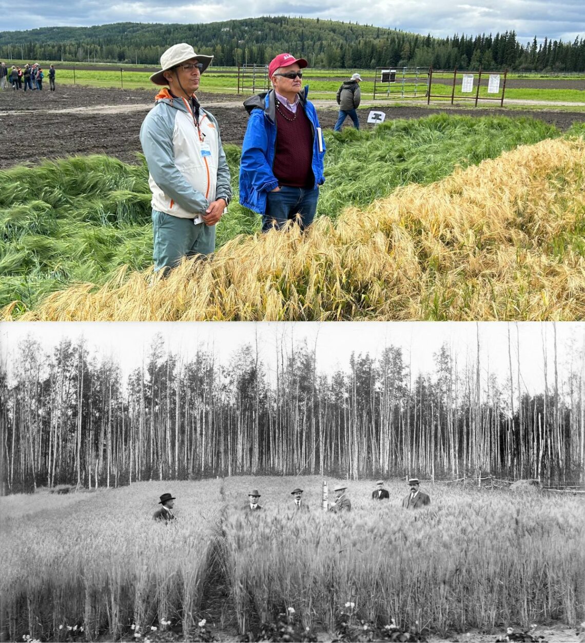 Two photos: top photo is two men standing in a field of 3-foot tall barley. Bottom photo shows 6 men measuring wheat that is 4.5 feet tall