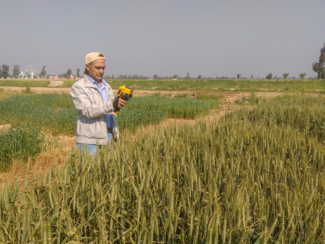 A man holds a handheld thermal camera in a field of grain