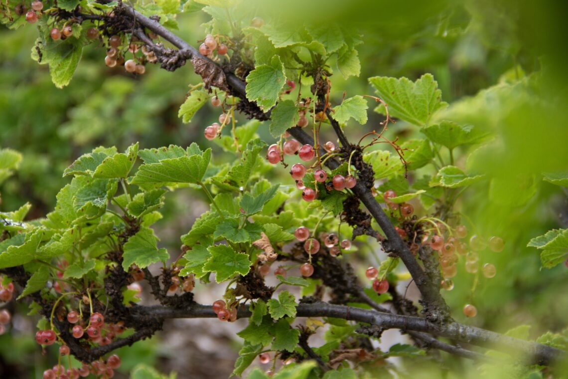 Light pink currant berries on a bush