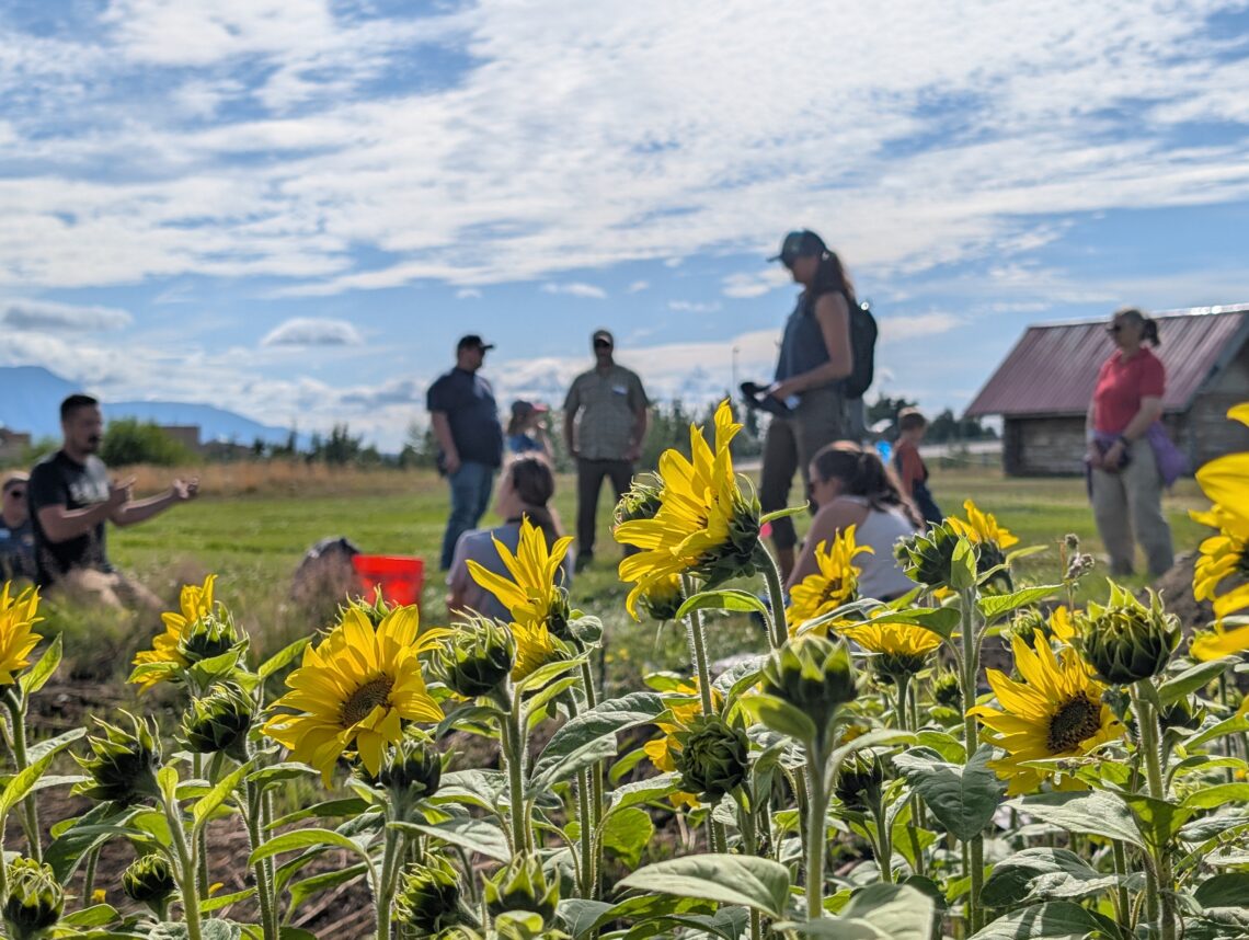 A group of people listening to a man talk behind a field of sunflowers